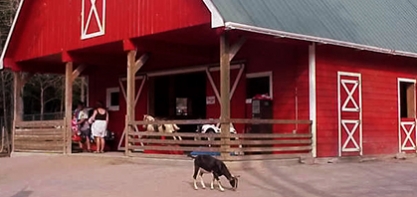 Image of the Timber Bears Barnyard. In the image the big red barn is in the background with a goat in the center of the image.