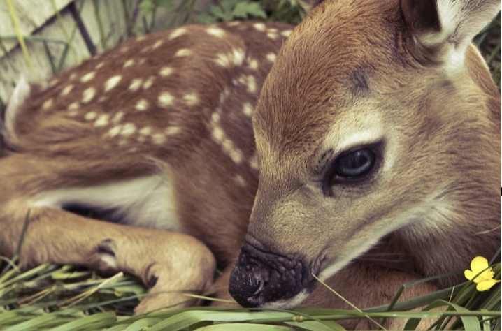 A fawn laying down with a yellow flower in the grass he is laying on